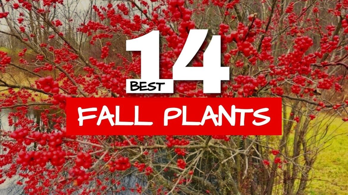 🌹 Red Plants for Amazing Fall Color in the Garden 🌹 Red Plants for Amazing Fall Color in the Garden