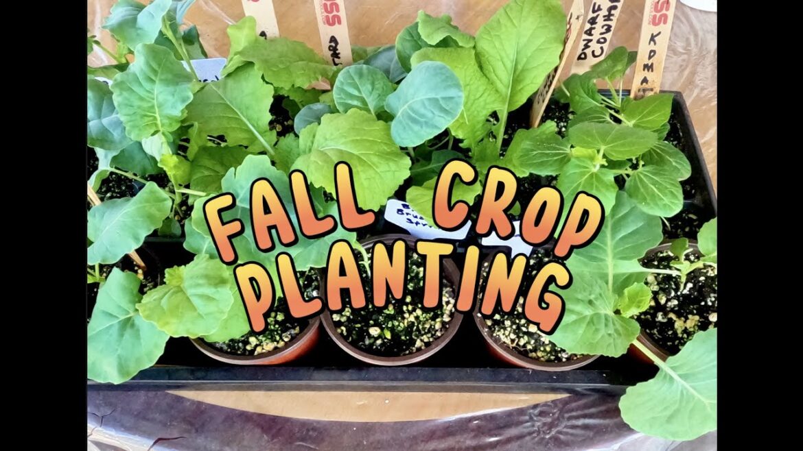 Fall Crop Planting || Brassicas, Okra, Chinese Cabbage, and Asian Greens Fall Crop Planting || Brassicas, Okra, Chinese Cabbage, and Asian Greens