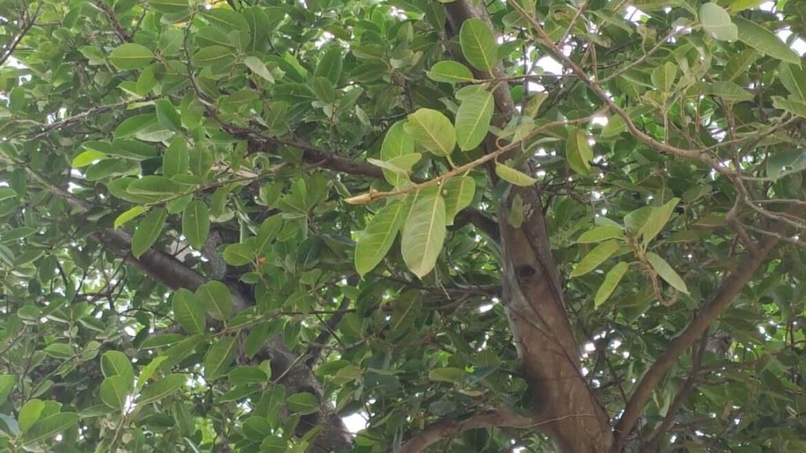 Low-Maintenance Gardening: Tips for Busy Lives