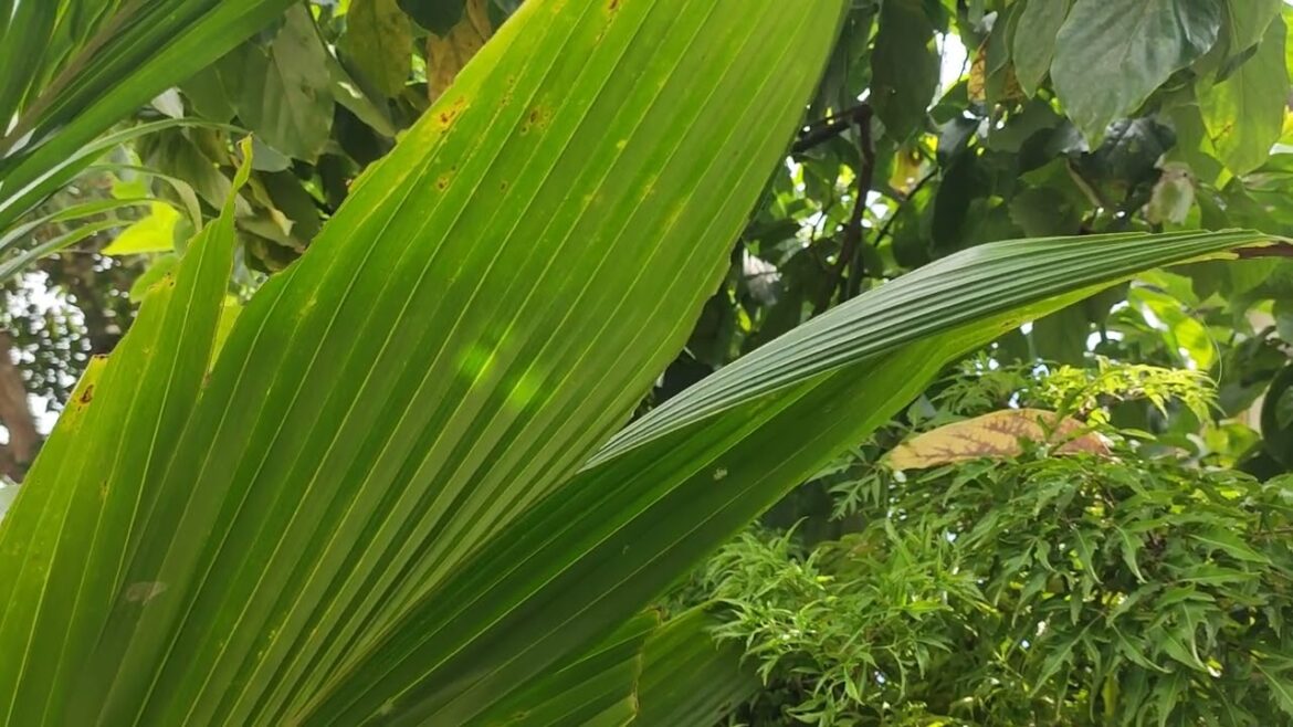 Low-Maintenance Gardening: Tips for Busy Lives