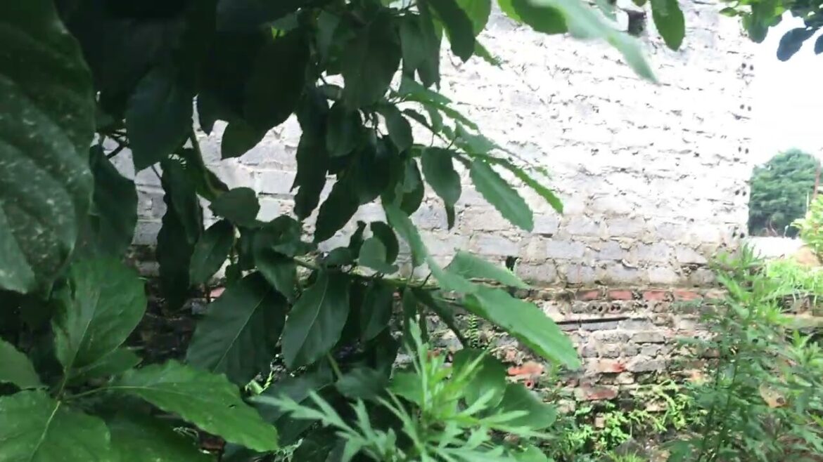 Vertical Gardening: Maximizing Space for Plants