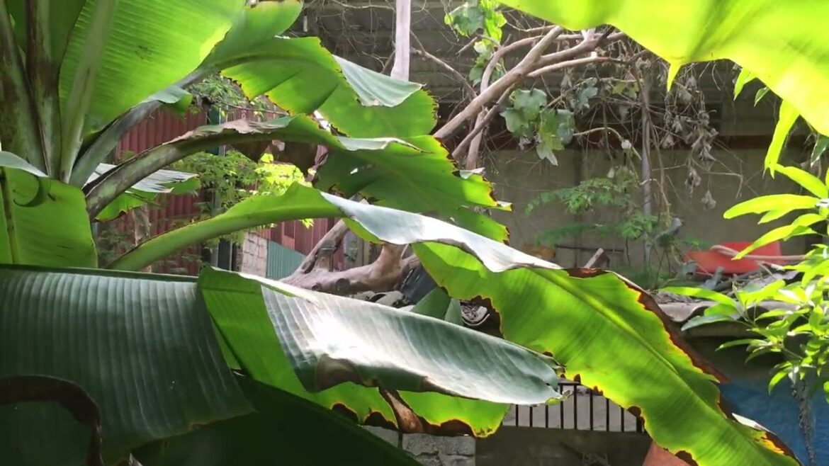 The Zen of Clean Gardening: Mindfulness in Nature