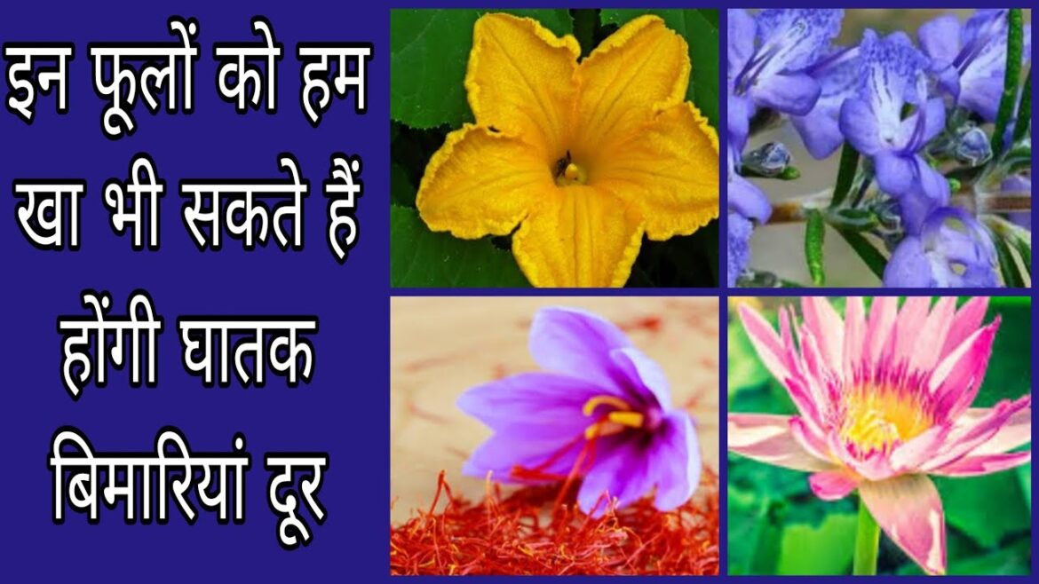 इन फूलों को हम खा भी सकते हैं/ edible flowers/ khane layak phool
