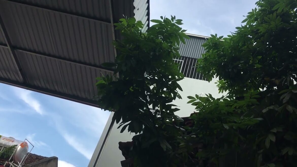 Sustainable Gardening Practices: Eco-Friendly Tips