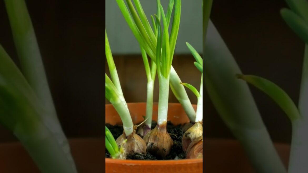 Delicious Vegetables You Can Grow in Water #vegetable #vegetablegarden