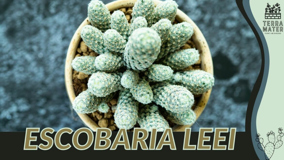 ESCOBARIA LEEI “Lee’s Dwarf Cactus” Information, Description & More! ESCOBARIA LEEI "Lee's Dwarf Cactus" Information, Description & More!