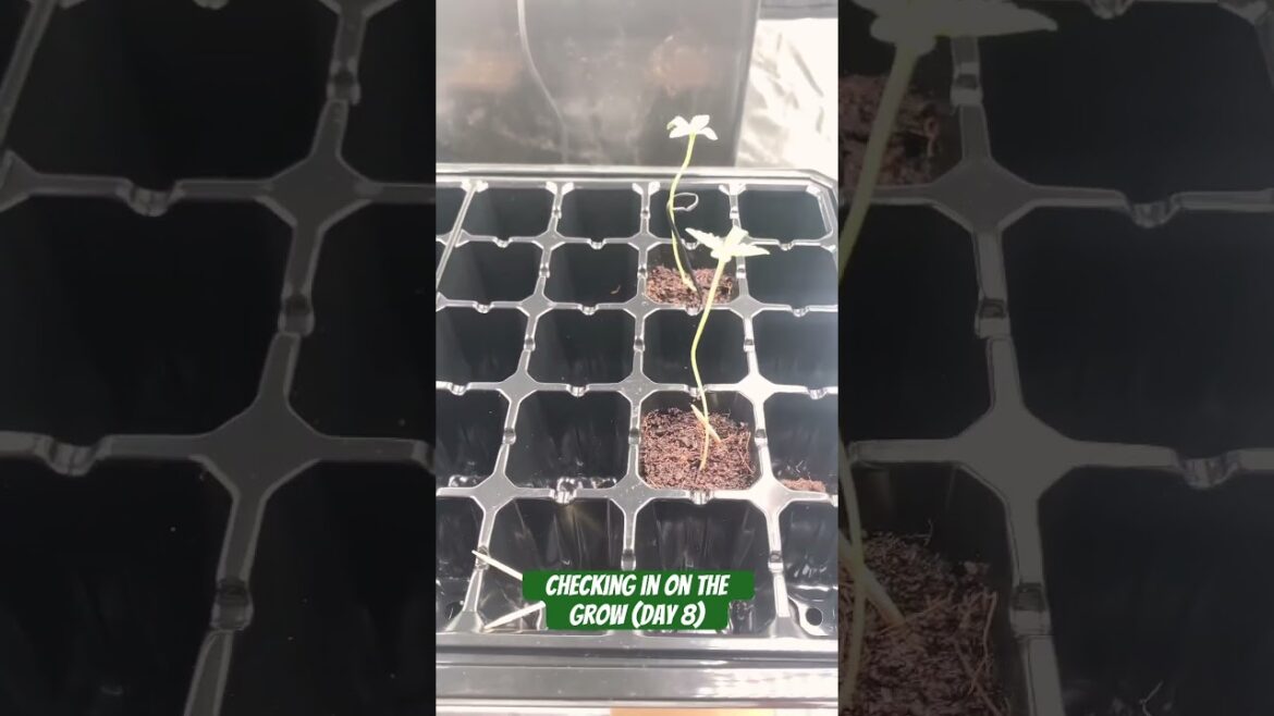 Checking in on the Grow (Cannabis Sprouts Day 8) Checking in on the Grow (Cannabis Sprouts Day 8)