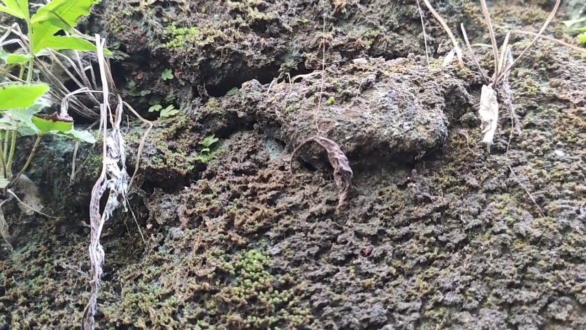 Green Living and Clean Gardening: A Lifestyle Harmony