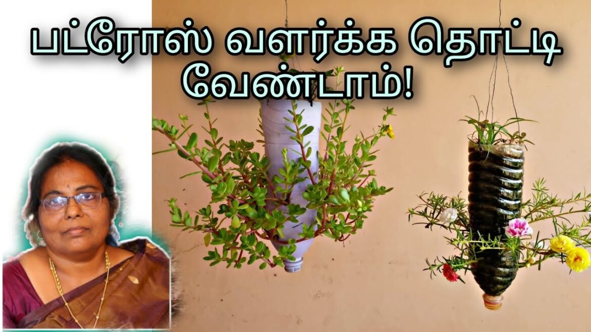 Hanging ideas – ‘ZERO’ cost | Portulaca Growing Tips | #gardening #garden #hanging Hanging ideas - 'ZERO' cost | Portulaca Growing Tips | #gardening #garden #hanging