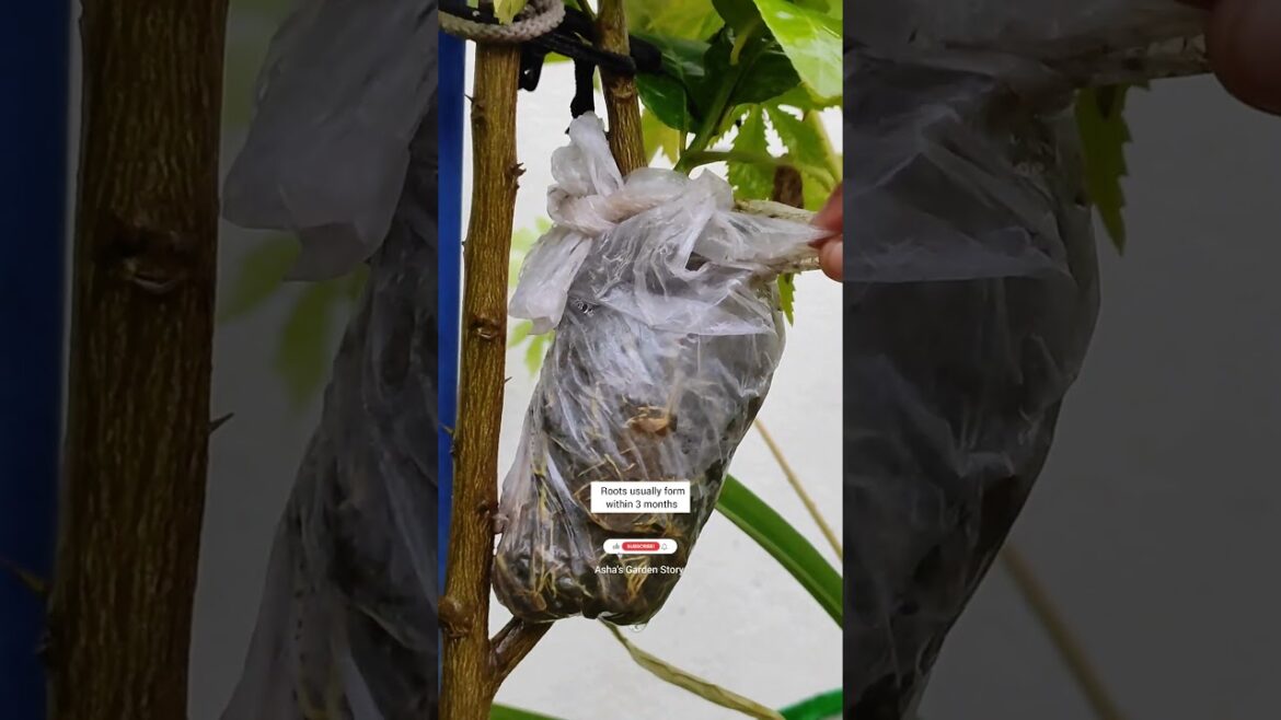 Successful Air Layering✨|Update|नींबू और अलामांडा के पौधे में एयर लेयरिंग|☔ #ashasgardenstory#shorts