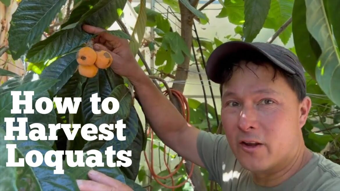 How to Harvest & Store Sweet, Ripe Loquats Every Single Time How to Harvest & Store Sweet, Ripe Loquats Every Single Time