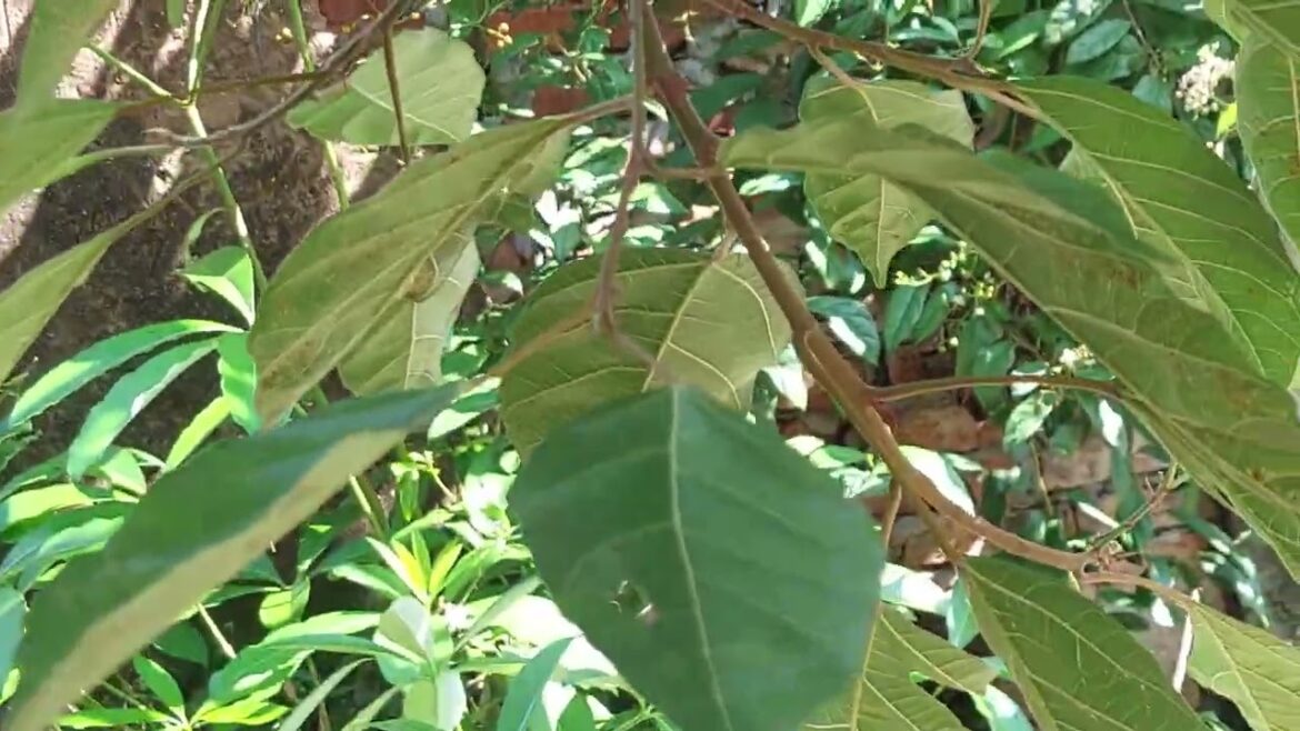 Weed Control Without Chemicals: Clean Gardening Solutions