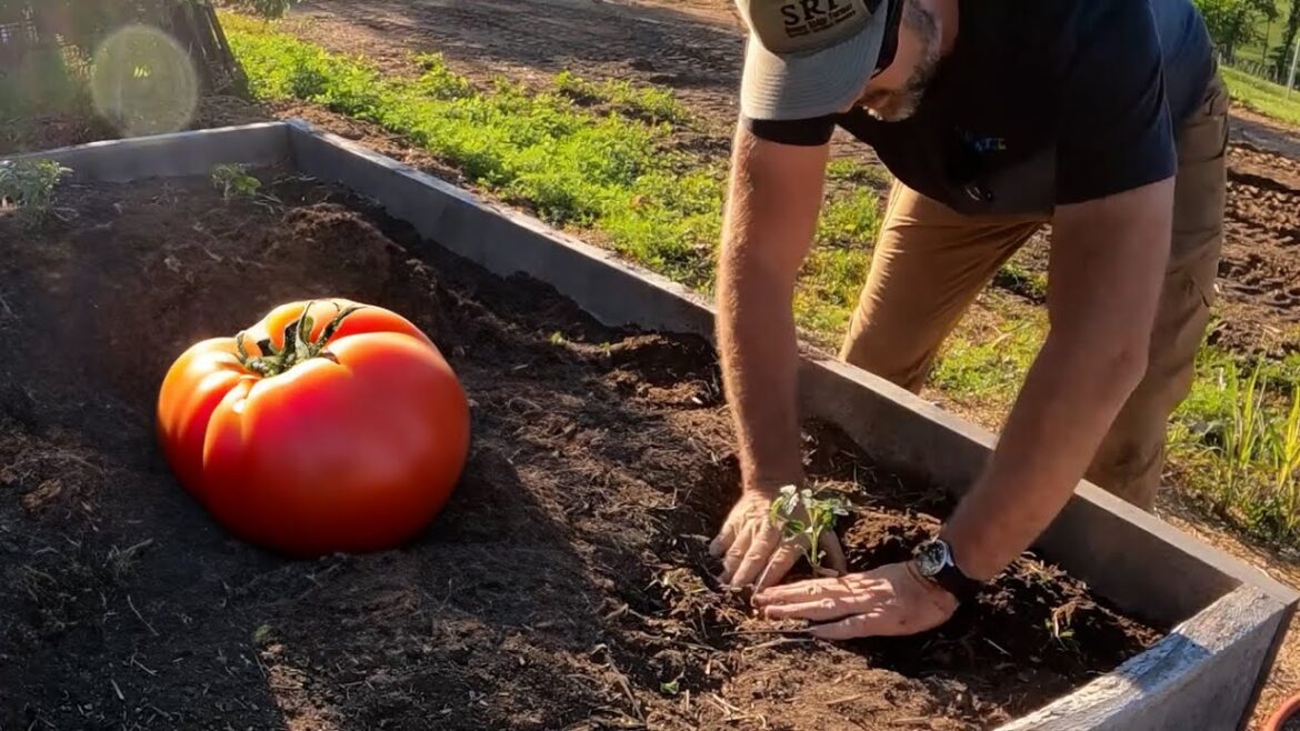 Secrets Of The Tomato: Gardening Tips For Amazing Tomatoes!