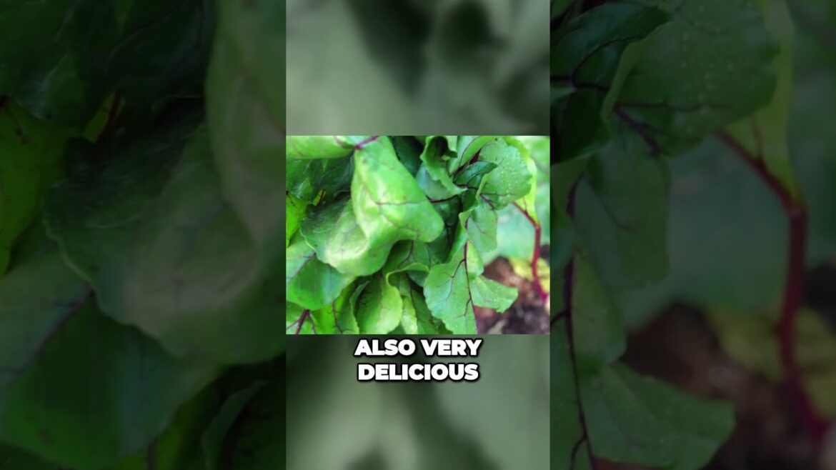 The Beet Advantage: Unlock a Healthier Diet | Shorts