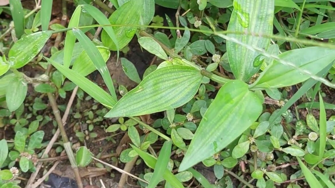 Urban Clean Gardening: Greening Up City Spaces