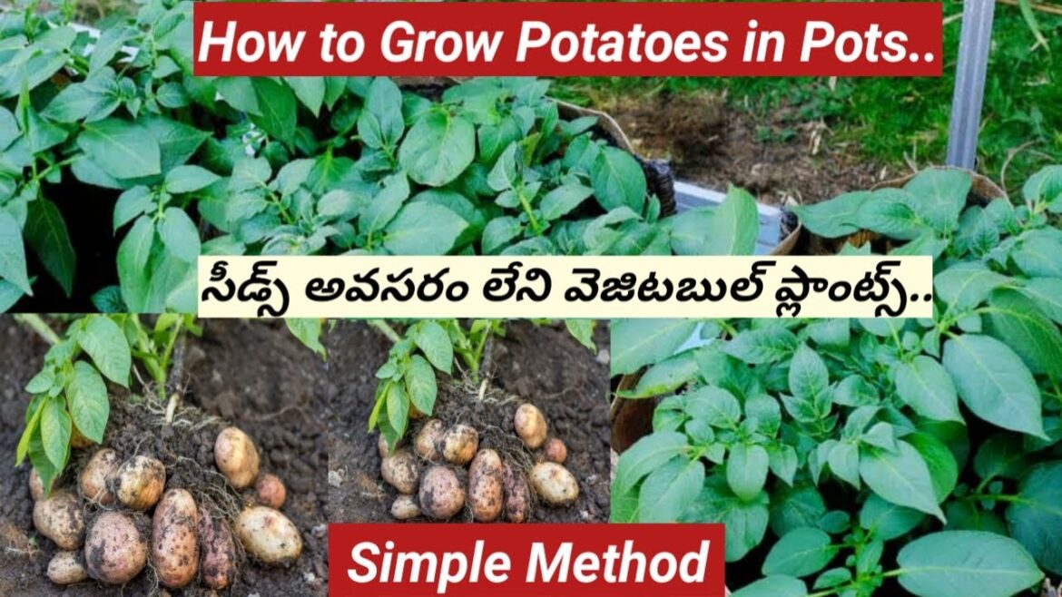 How to Grow Potatoes at Home/How to Plant Potatoes/బంగాళా దుంపలను ఇలాంటి మట్టిలో పెంచాలి.. How to Grow Potatoes at Home/How to Plant Potatoes/బంగాళా దుంపలను ఇలాంటి మట్టిలో పెంచాలి..