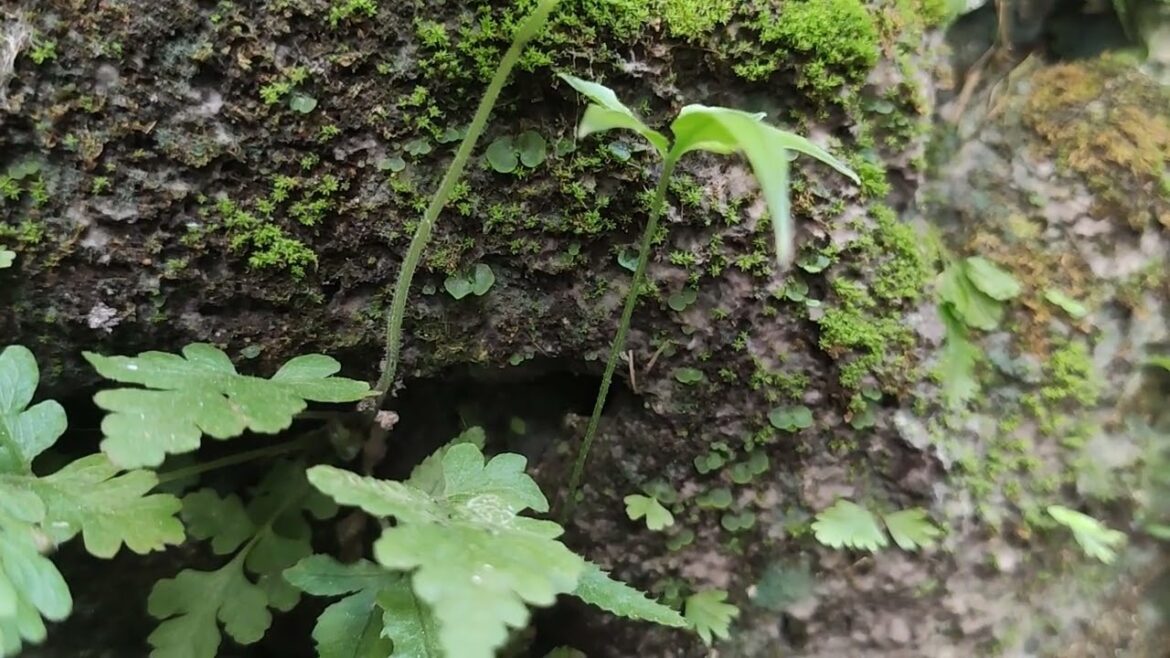 Gardening and Wildlife Conservation: A Dual Mission