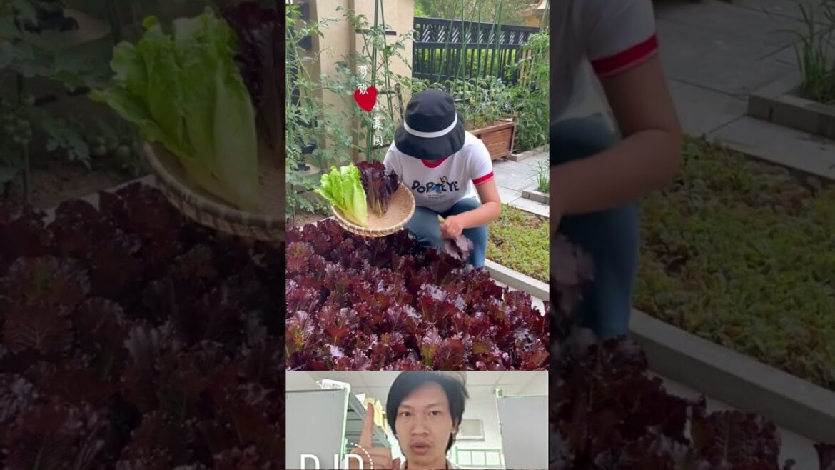 How to grow vegetables at home #vegetablegardening #gadget #veggrowing #vegetableplanting