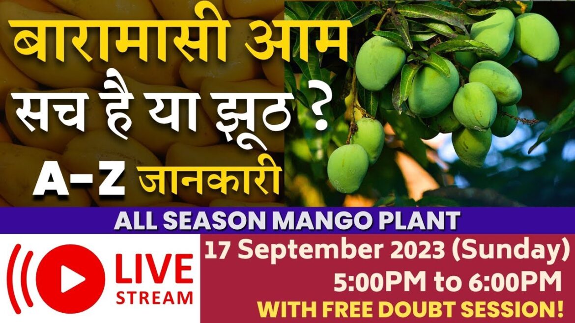 बारामासी आम सच है या झूठ ? | आज जानिए A-Z जानकारी उगाने से खाने तक || Reality of All Season Mango🥭