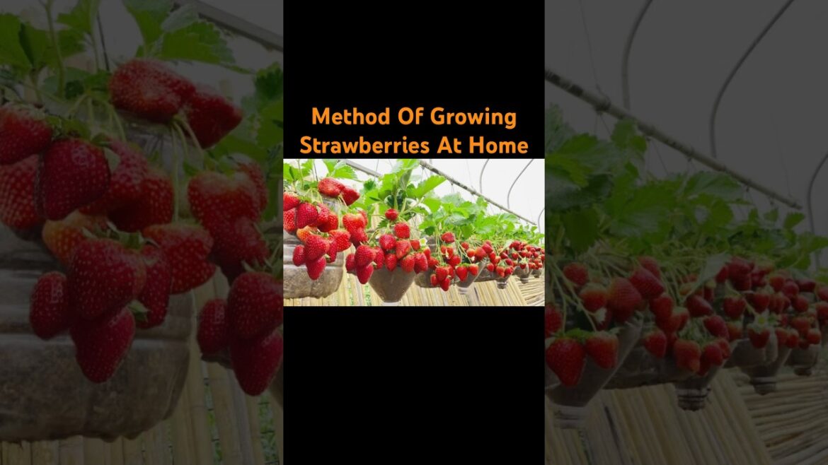 Method of growing strawberries at home #strawberries #strawberry #garden #gardening #tips #shorts