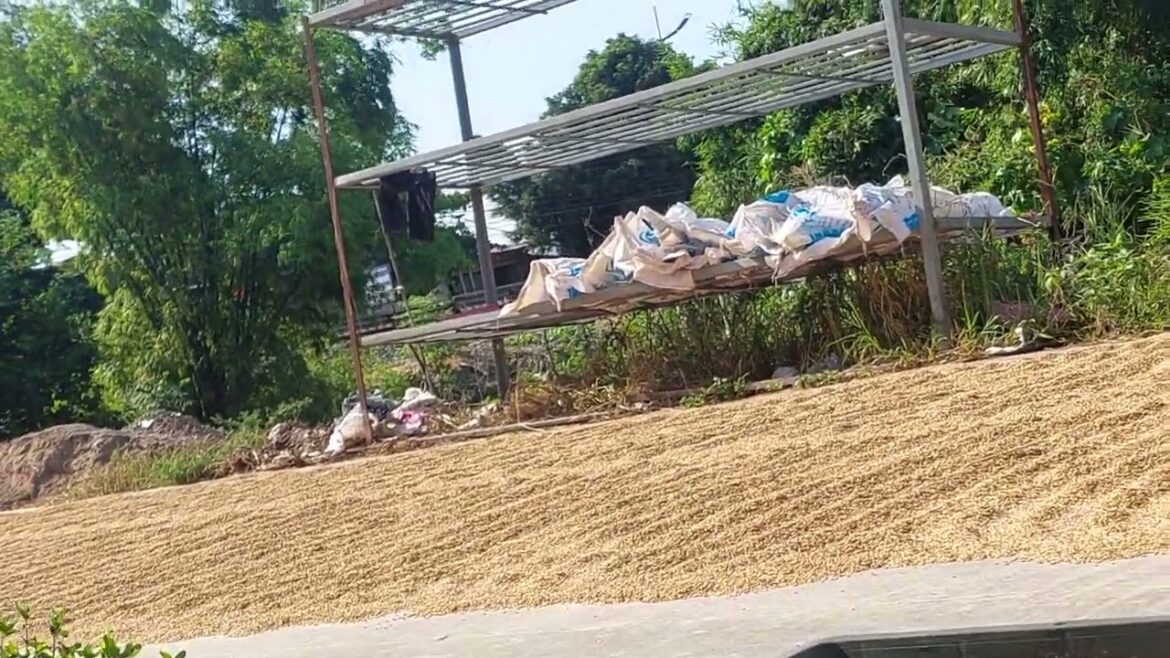 Zen Garden Design in Your Clean Garden: Tranquility Awaits