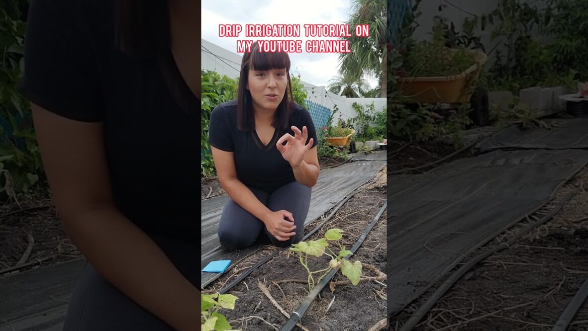 #garden Zones 8-11: Time to transplant #squash #gardeningtips #backyardgardening #homegardening #garden Zones 8-11: Time to transplant #squash #gardeningtips #backyardgardening #homegardening