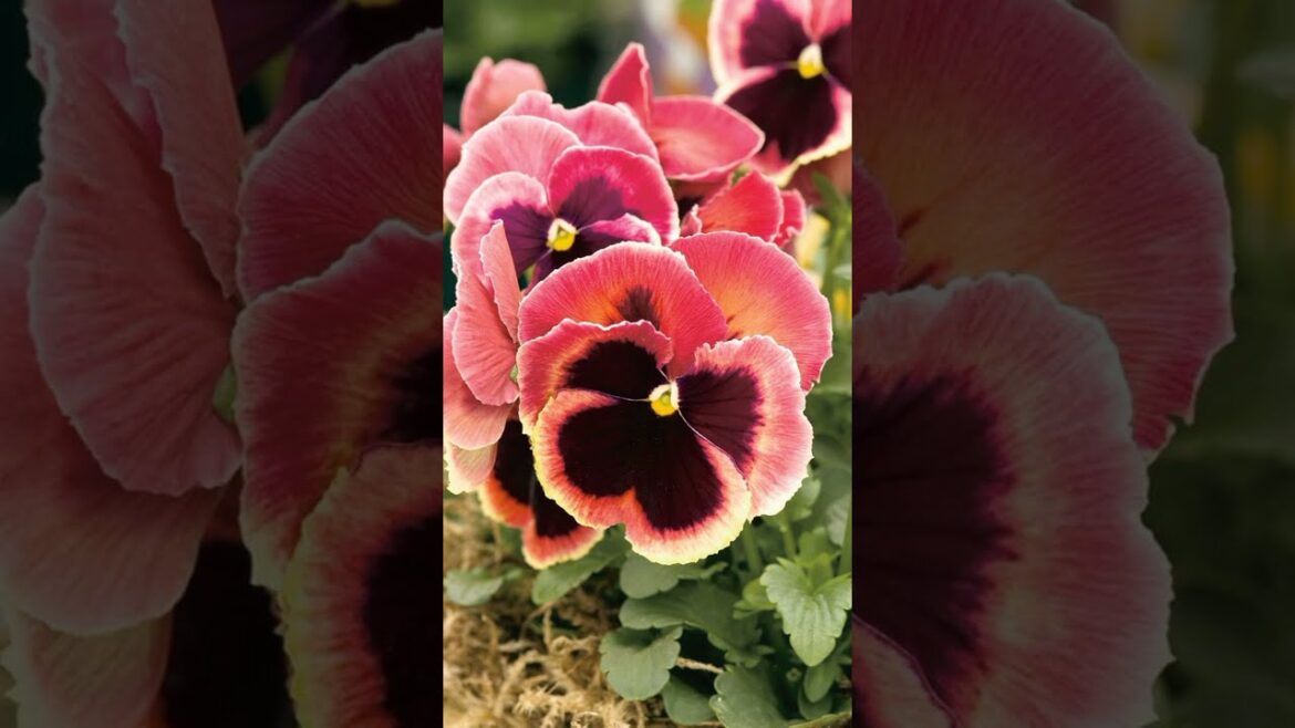 Best Colours of pansy flowers.gardening ideas for home.plant summer vegetable garden. gardening tips