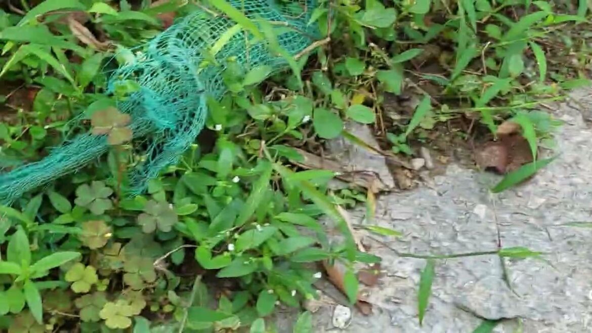 Organic Gardening 101: Nurturing a Clean Oasis