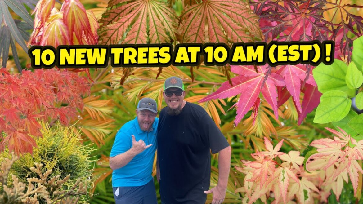 Amazing 10 New Trees at 10AM (EST) | Japanese Maples and Conifers For Your Crazy Garden Amazing 10 New Trees at 10AM (EST) | Japanese Maples and Conifers For Your Crazy Garden