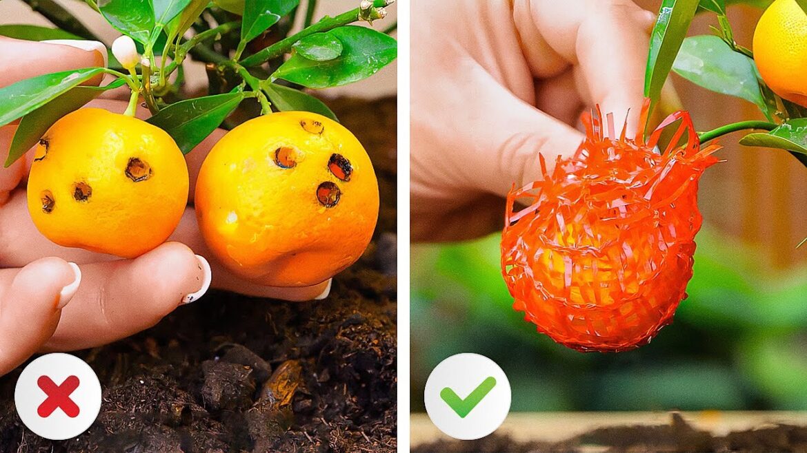 Smart Hacks for a Thriving Garden ๐ณ๐งโ๐พ Smart Hacks for a Thriving Garden ๐ณ๐งโ๐พ