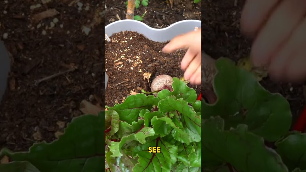 California Gardening: Vertical Beet Growing: The Future of Space-Saving Gardening | Shorts Vertical Beet Growing: The Future of Space-Saving Gardening | Shorts