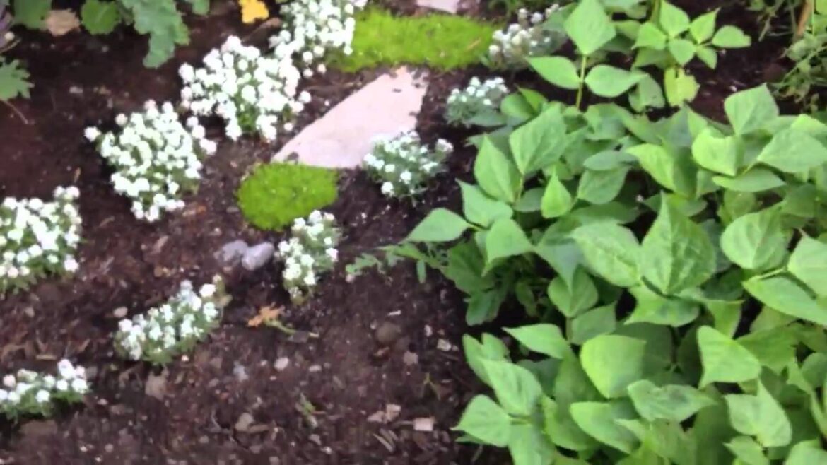 Orleans front yard garden