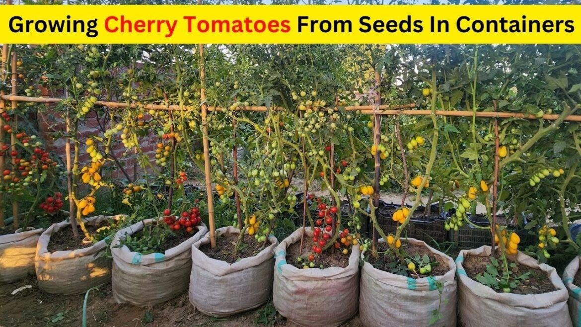 Growing Cherry Tomatoes From Seeds In Containers