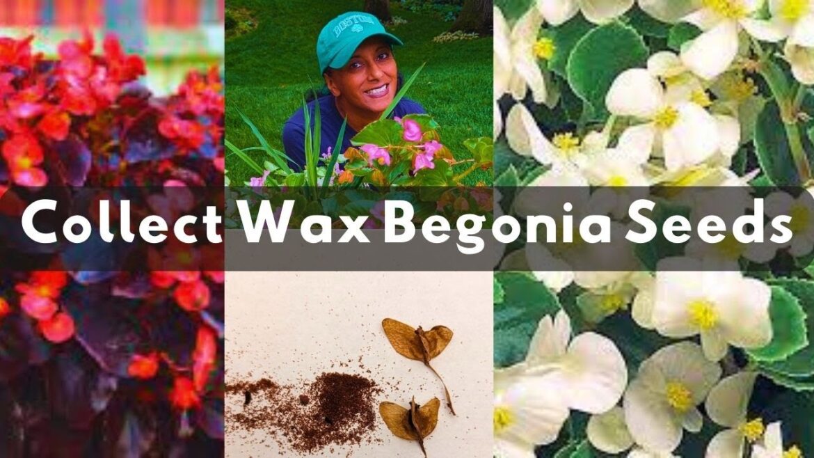 Wax Begonia Seeds 🌺 How To Collect Harvest Store Wax Begonia Seeds 🌺 How To Collect Harvest Store