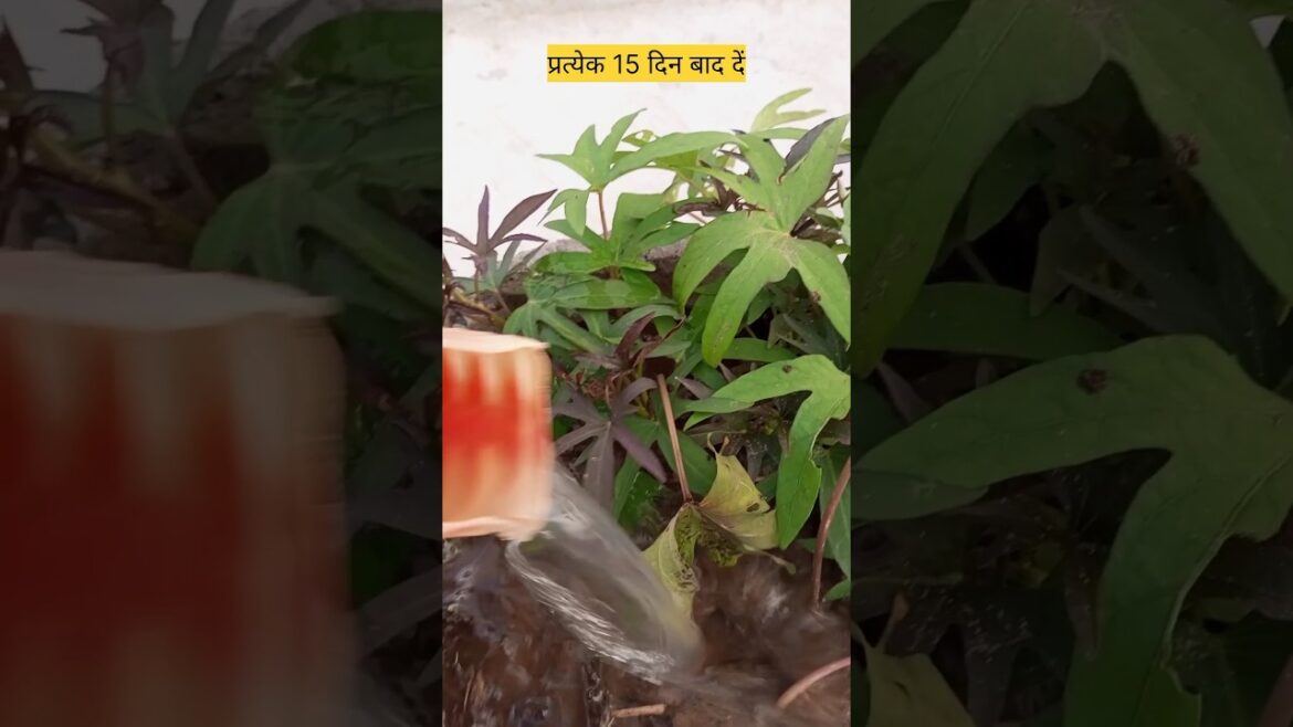 Kele ke chhilke se khad kaise banaen #shorts #gardening