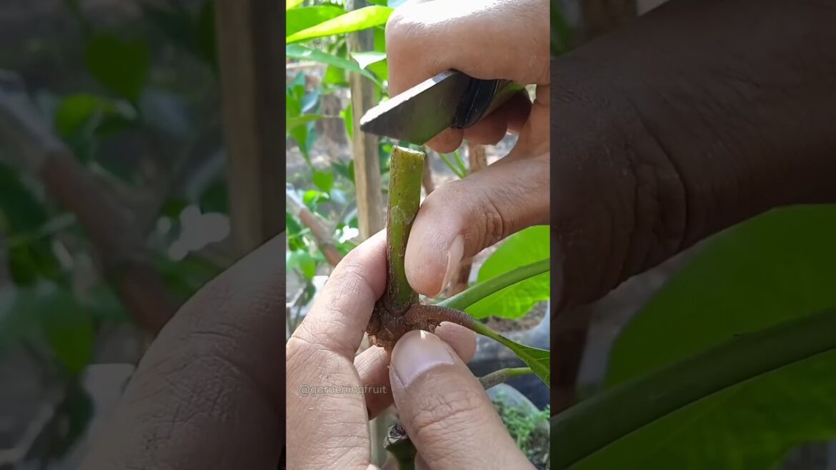 propagation mango tree by grafting & gardening tips EP472 propagation mango tree by grafting & gardening tips EP472