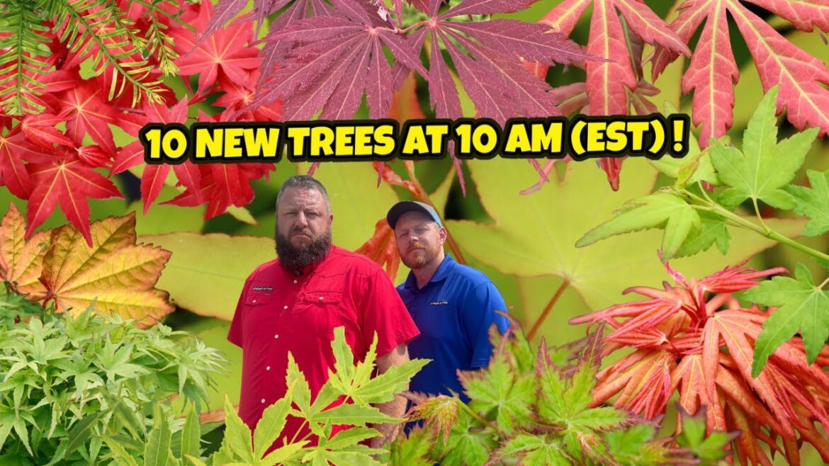 Tenacious 10 New Trees at 10 AM (EST) on Thursday | Japanese Maples for Garden Design | MrMaple Tenacious 10 New Trees at 10 AM (EST) on Thursday | Japanese Maples for Garden Design | MrMaple