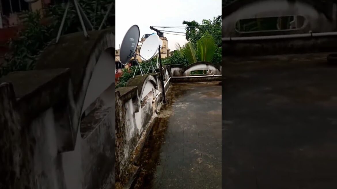 Rooftop Terrace Garden || Terrace Garden Design Ideas || Gardening || Home gardening