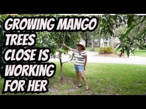 Big Mango Trees Fruiting Well. High-Density Fruit Trees Working Big Mango Trees Fruiting Well. High-Density Fruit Trees Working