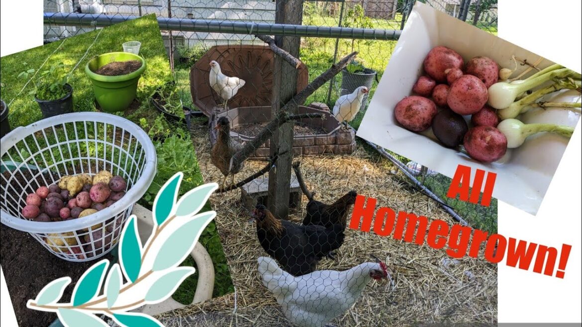 Let's Harvest! Container Garden Potato Harvest 2023! 🥔🍠🌱