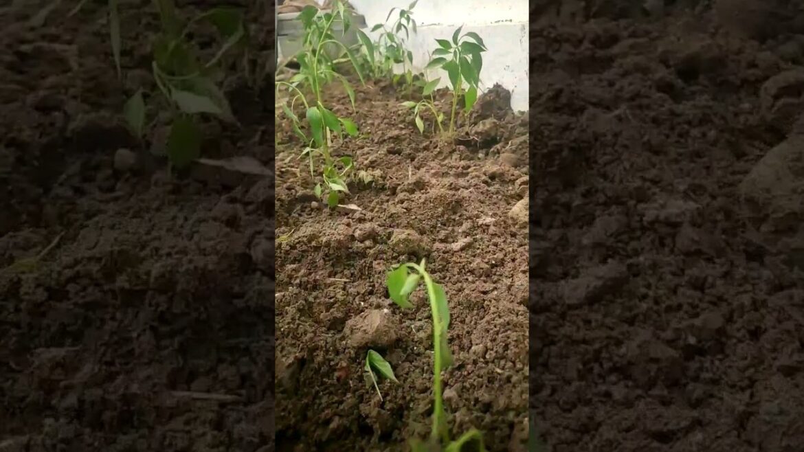 How to plant small crops in home garden in tamil | vasanth tips and tricks | #garden #trending #home How to plant small crops in home garden in tamil | vasanth tips and tricks | #garden #trending #home