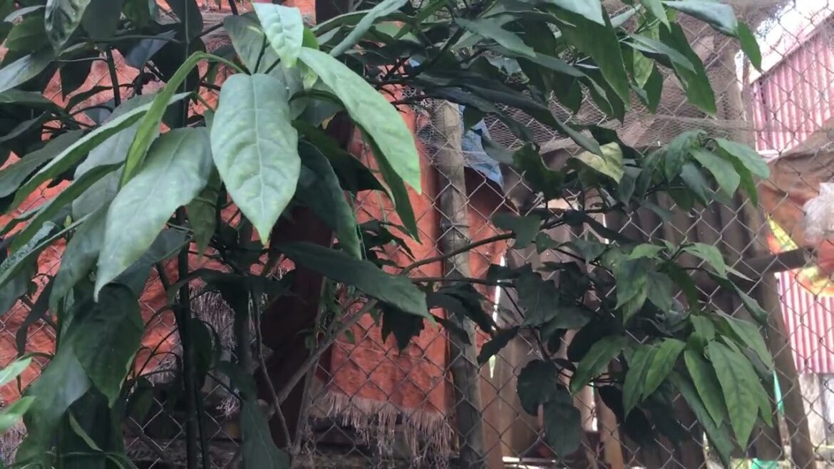 Bee-Friendly Gardening: Supporting Pollinators in Your Garden