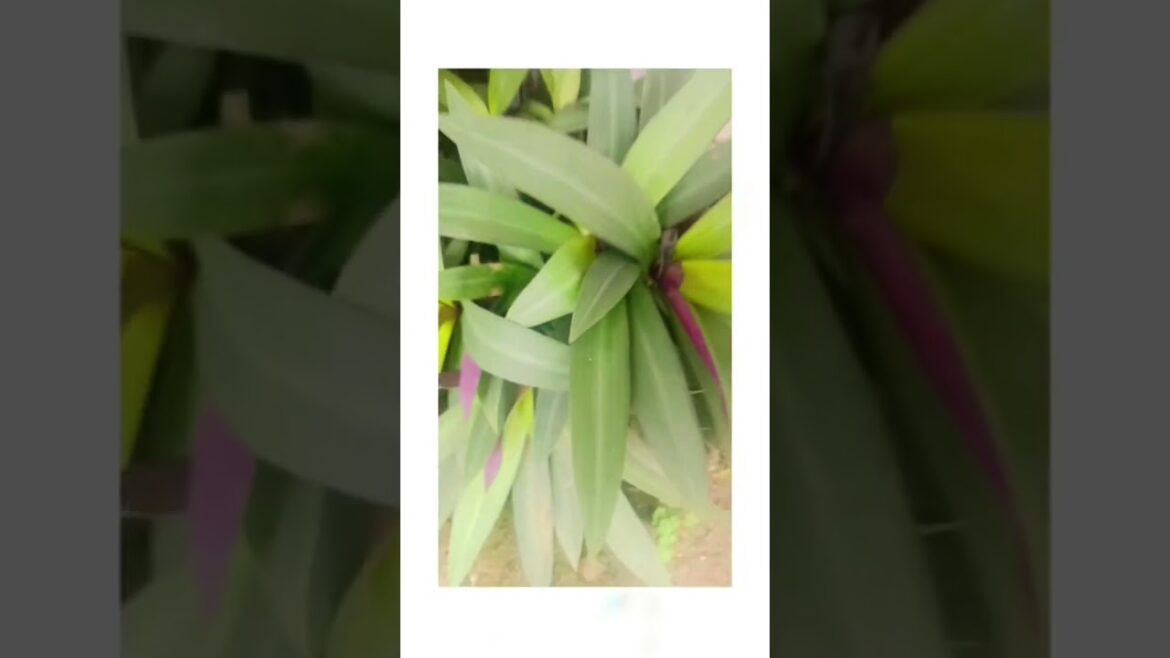 home garden#my Village# multiple plans#flowers