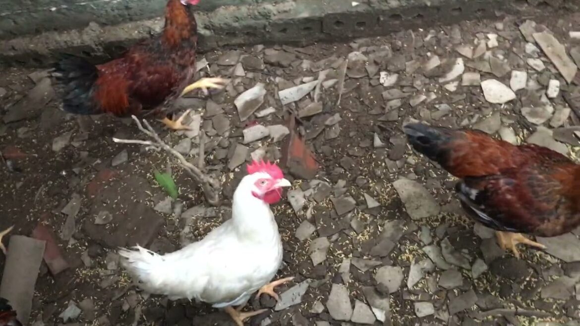 Edible Landscaping: A Clean Approach to Garden Design