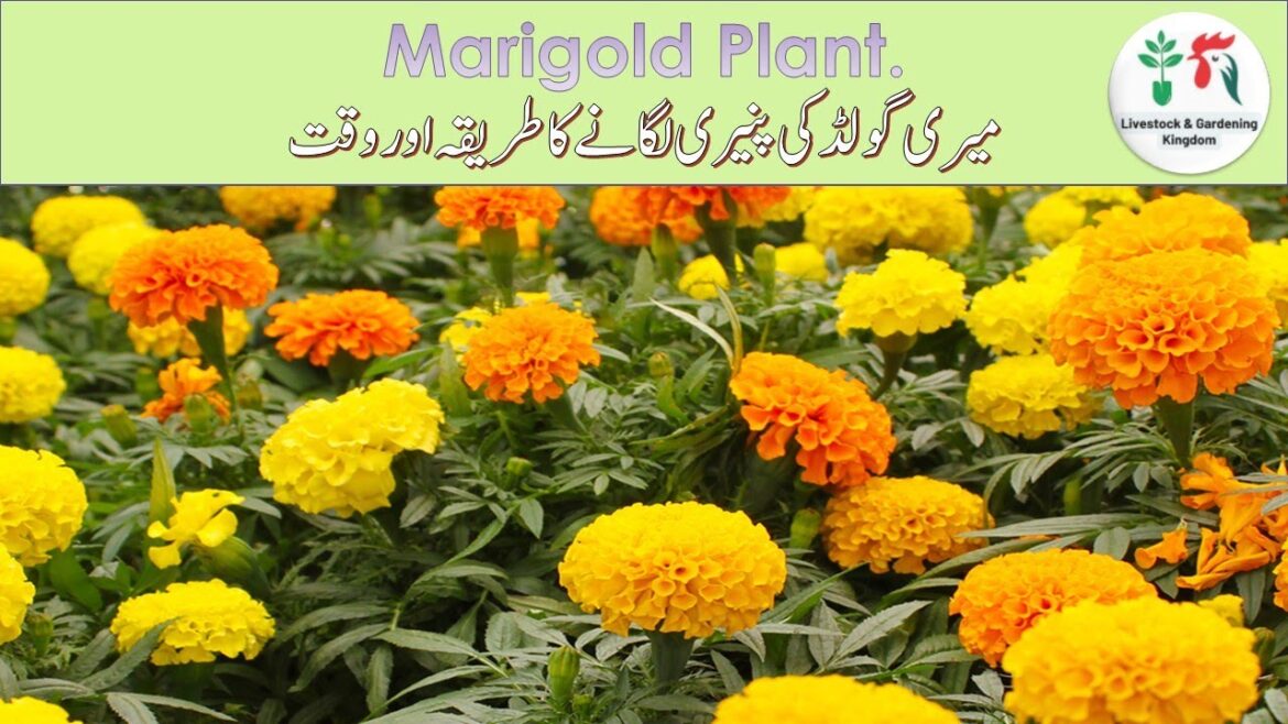 Marigold plant, How to grow Marigold plant from seeds || Livestock & Gardening Kingdom