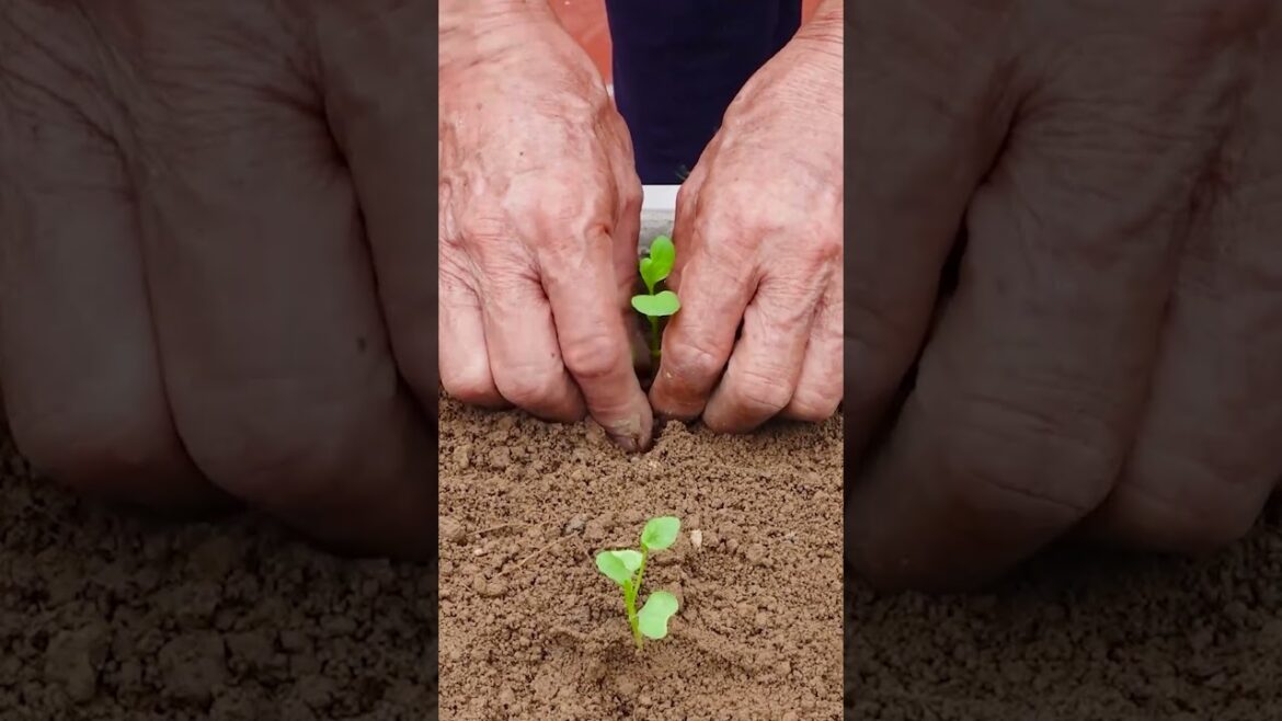 Growing vegetables to provide for the family is easy, no need for a garden