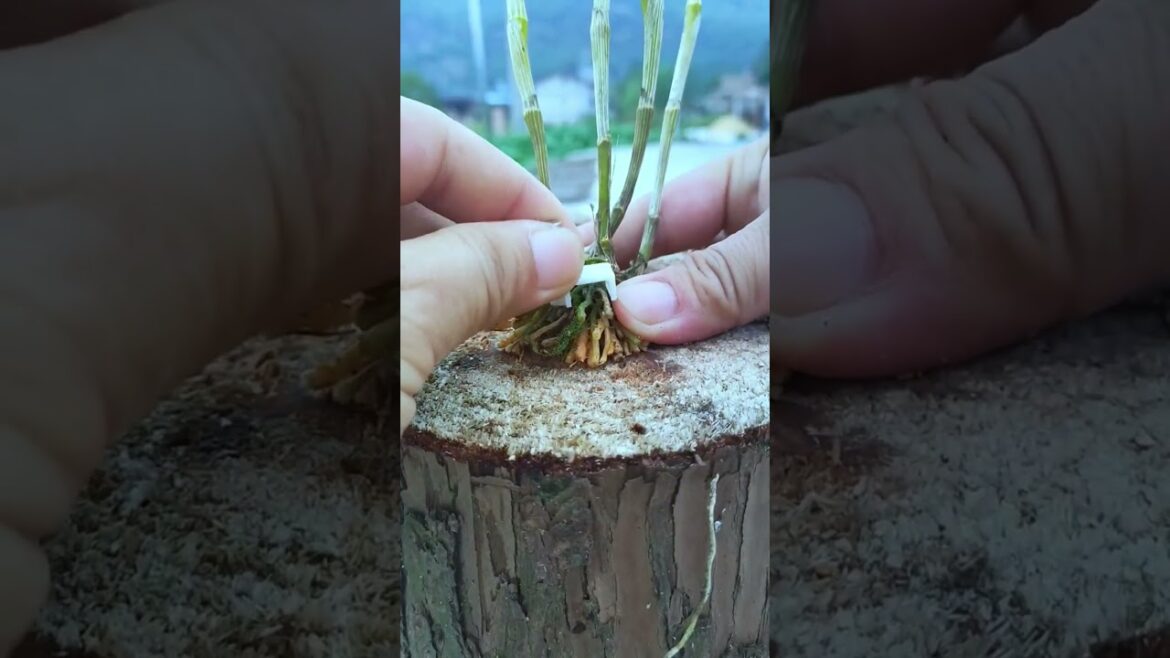 Tips to know to grow successful and beautiful orchids #61 #shorts