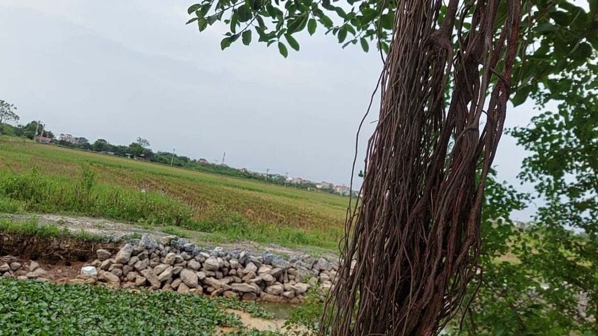 Eco-Friendly Gardening: Sustainably Nurturing Your Garden