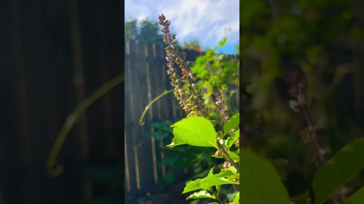 Thai basil is smelling and looking amazing 💕 #yummy #thaibasil #garden #backyardgardening