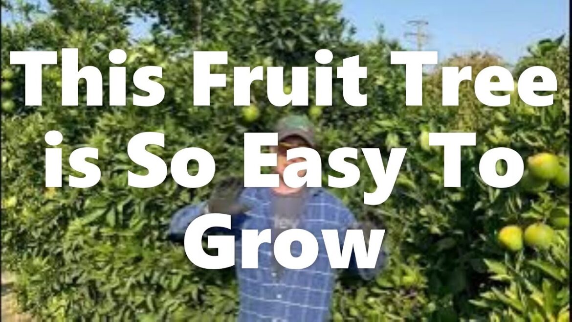 This Fruit Tree Is A Garden All-Star!